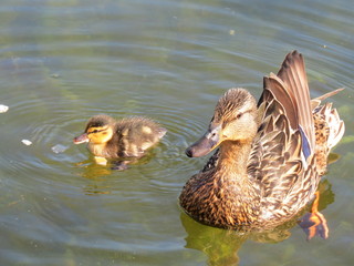 duck with duckling by the pond