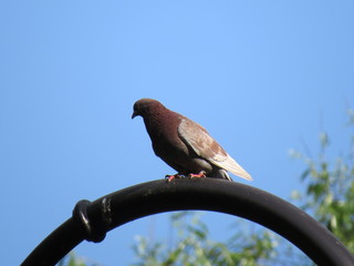 brown dove on a lamp post