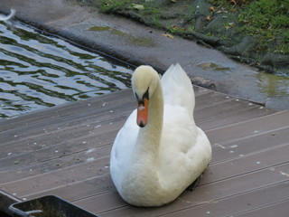 the swan by the pond