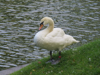 the swan by the pond