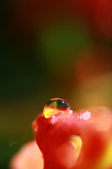 water drops from nature