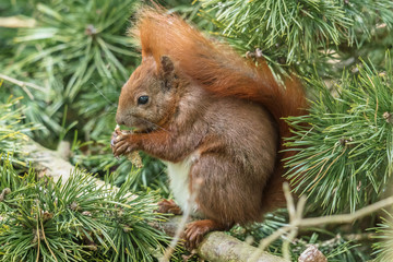 eichhörnchen