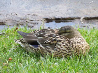 duck on the grass