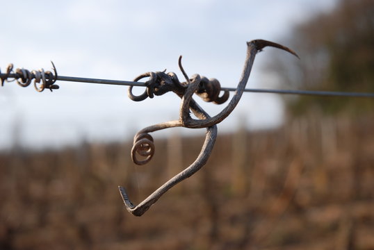Vrille de vigne sur fil de fer
