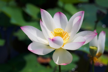 小舞妃蓮という名前の蓮