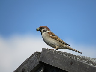 sparrow