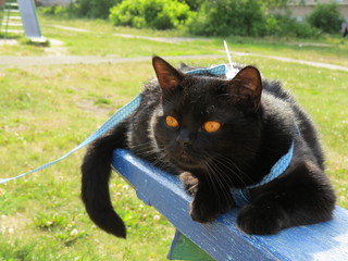 black cat with golden eyes on the bench