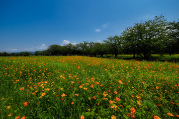 青空と満開のキバナコスモス