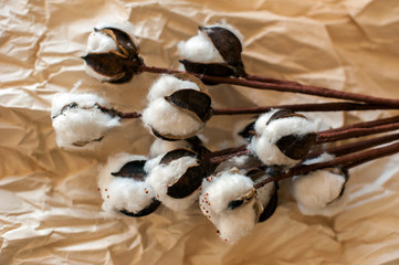 top view of Cotton flowers on paper
