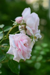 a flourishing rose New Dawn with porcelain flowers