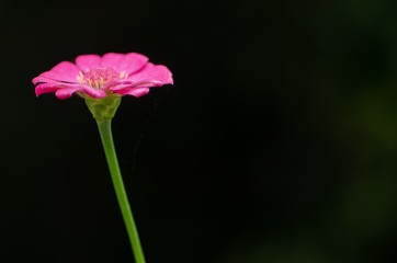 Pink gerbera flowers on a black background. Used as backdrop.