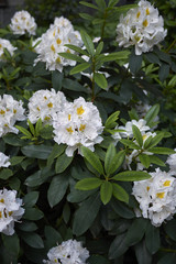 Rhododendron