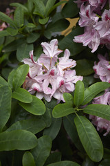 Rhododendron
