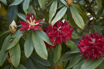 Rhododendron