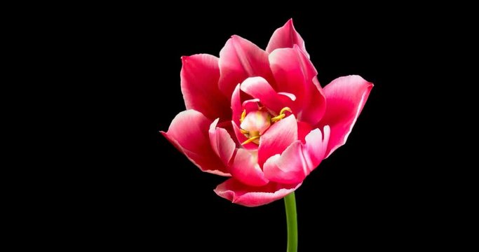 time lapse of blooming and closing of pink Tulip on black background 4K