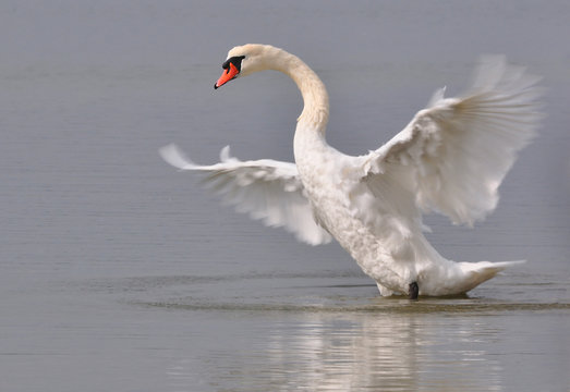 Swan - Flight Testing