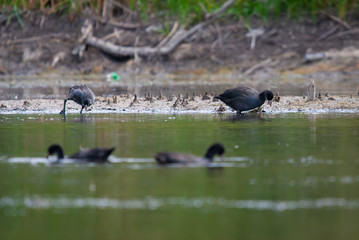 Eurasian Coot or Fulica atra in water of lake