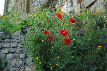 Fototapeta premium red flowers in the garden