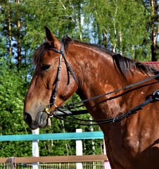 Obraz premium horse