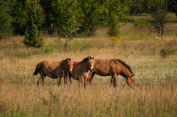Wild Przewalski's horses on the meadow outdoors. Species under extinction. Animals in Chernobyl exclusion zone. 