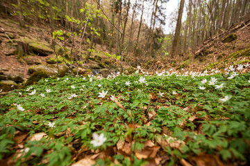 Der Waldboden mit Laub und gr&uuml;nen Pflanzen