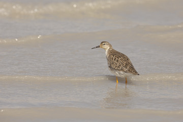 Kampfläufer in Salzlacke