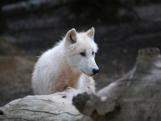 Loup arctique

