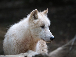 Loup arctique
