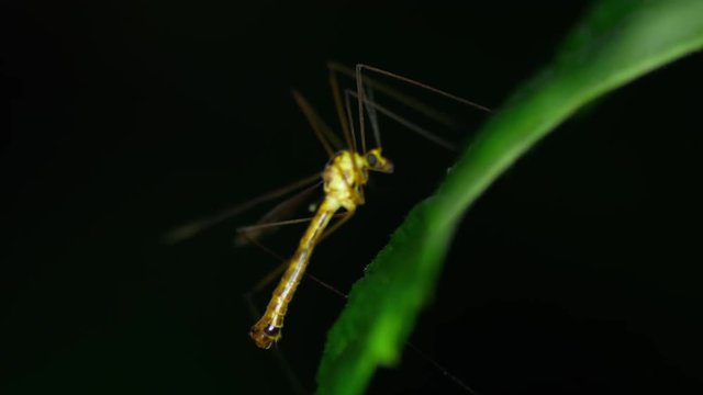 Tipulidae crane fly
