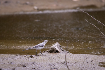 Juvenile white wagtail or Motacilla alba