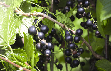 black currant in the garden