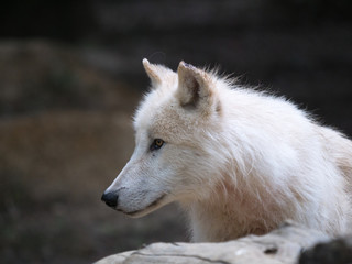 Loup arctique
