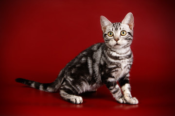 American shorthair cat on colored backgrounds