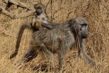Scimmietta a spasso con mamma nel Kruger