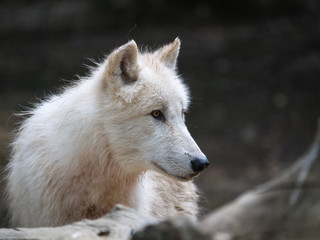 Obraz premium Loup arctique 