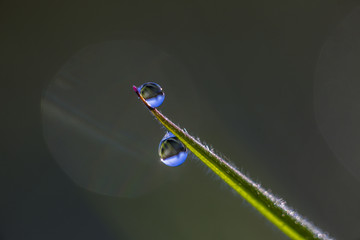 water drops from nature