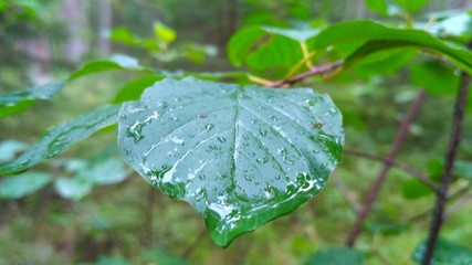 green leaves