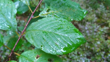 green leaves