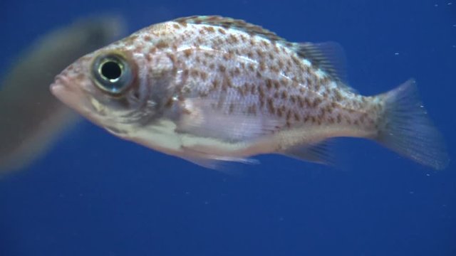 立ち泳ぎをするメバル / Japanese Rockfish treading water