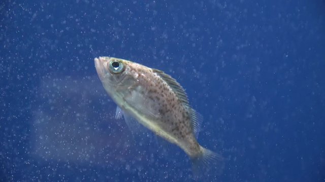 Japanese Rockfish, Sebastes cheni, treading water,raw, 4K