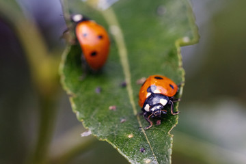 Fototapeta premium Ladybugs sitting on a green sheet