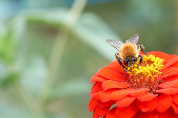 Honeybee on zinnia flower