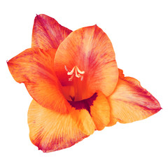 flower red yellow purple gladiolus isolated on white background. Flower bud close up.  Element of design.