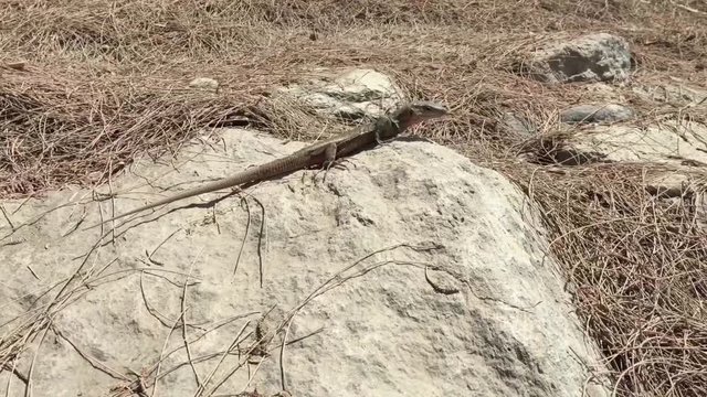 Gran-Canaria-Rieseneidechse, Kanareneidechse, Gekko 