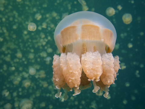 Freshwater Jelly Fish, Palau