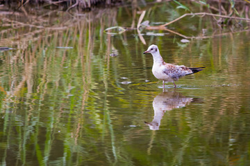 Gull in river water