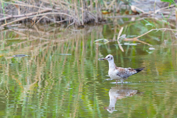 Gull in river water