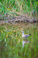 Gull in river water