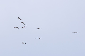 A flock of seagulls in the sky