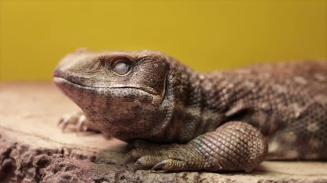 Argentine red tegu, lizard
